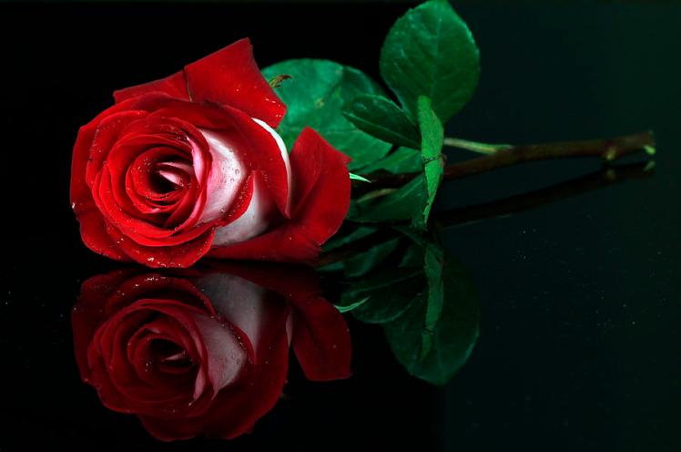 red-white-rose-cristobal-garciaferro